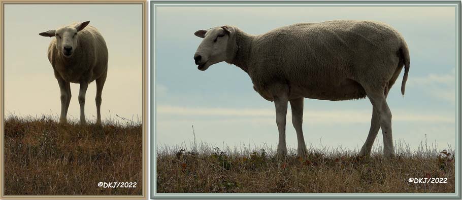 schapen fris geschoren